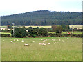 T1588 : Sheep in field near Ballintombay crossroads by Oliver Dixon