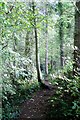 NT9350 : Woodland path by David Chatterton