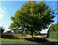 Tree at the Corner of Leighs Road and Boreham Road