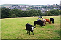 Cows above Holmfirth