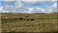 Cattle, Redfordgreen