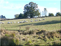 T1997 : Field of sheep near Moneytown Bridge by Oliver Dixon