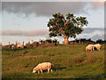 Grazing sheep at Castlerigg Hall Farm