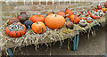 Pumpkins in the Conservatory, Myddelton House Garden, Enfield