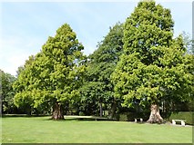 SY7794 : Mature trees, Athelhampton House Gardens by Derek Voller