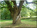 TQ8453 : Ancient tree in Leeds Castle Park by Marathon