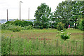 Overgrown field by A259