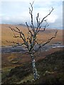 NH1204 : Dead silver birch tree, East Glenquoich Forest, Inverness-shire by Claire Pegrum