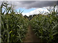 Path through corn field near Thurgarton (1)