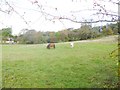 Blissford, horse grazing