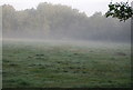 Misty field