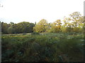 Field by Old Lane, Hatchford End