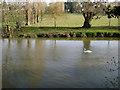 SP2965 : River Avon by Emscote Gardens, Warwick 2014, March 9, 15:48 by Robin Stott