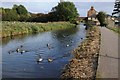 SO7904 : Mallard ducks on the Stroudwater Canal by Philip Halling