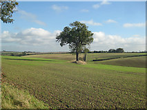 TA0120 : Winter Wheat near Barton Hill Farm by David Wright