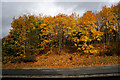 Trees alongside the M90