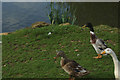 SP5376 : Ducks by Buckwell Lane by Stephen McKay