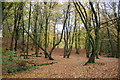 Beech woodland in Den o