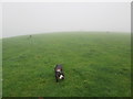 Wet Dog on Craig yr Allt