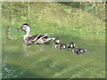 Mallard and chicks in the New River at Bury Green