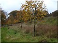SK3062 : Autumn colour in Cuckoostone Dale by Graham Hogg