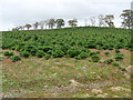 Christmas tree plantation at Netherraw Farm