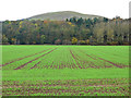 NT5619 : Newly sown field in the floodplain of the Teviot by Oliver Dixon
