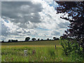 Farmland near Crondall (2)