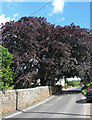 Copper beech, Crondall