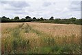 Fields behind Golden Avenue