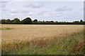 Cereal crop off Kingston Lane