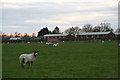 Across the sheep fields towards Beckingham Training Camp