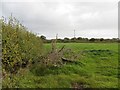 Field near Model Farm