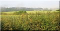 Farmland near Bulbridge