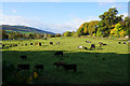 Grazing along the River Tay