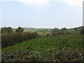 Wetland bounded by Crooked Road and Duburren Road