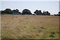 Grasses, Pevensey Levels