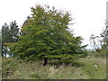 SK9716 : Broad Leafed tree by Bob Harvey