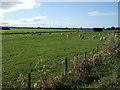 Grazing off Jacksmere Lane (B5243)