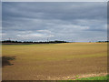 Field with emerging crop