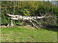 Remains of dead tree in the grounds of Holmbury House