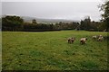 Sheep at Woolaston Woodside