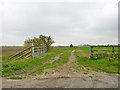 Farm track, Romney Marsh