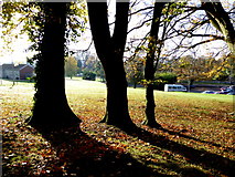 H4672 : Trees and fallen leaves, Tyrone County Hospital grounds by Kenneth  Allen