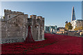 Poppies by the Tower, London