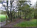 A hedgebank near Lapford Cross