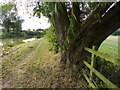 Tree along the Ashby Canal towpath