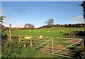 Sheep near Whittington