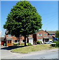 Dominant tree in Frampton on Severn