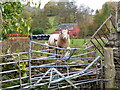 King of the Castle, at Pontyspig, Forest Coal Pit